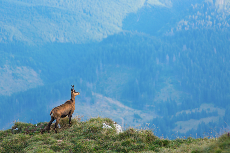 05 - Capra Neagra din Piatra Craiului
