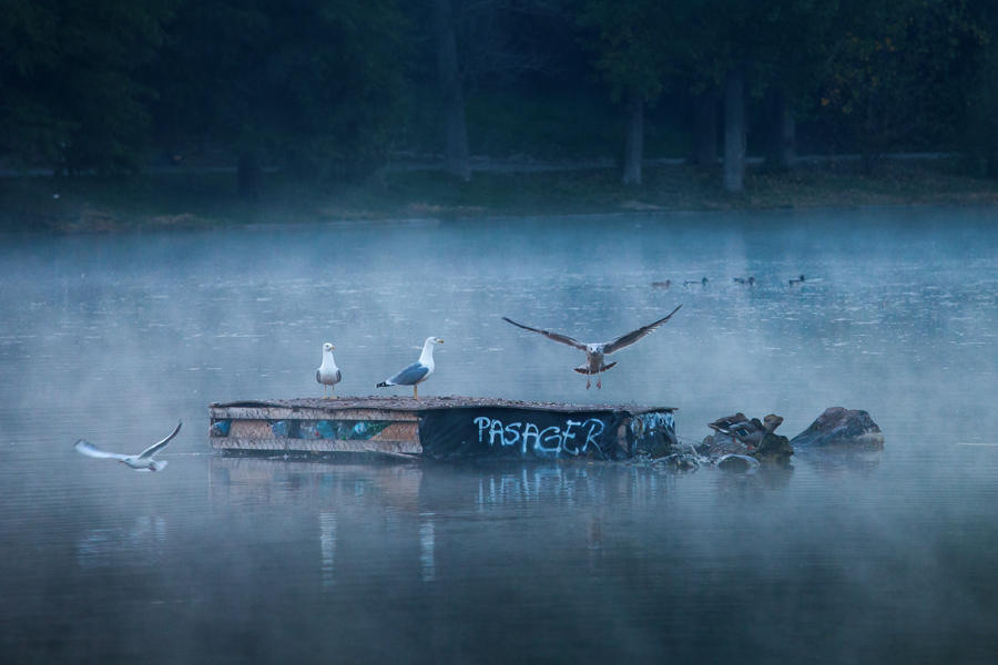 30 - Pasager (Lacul Tineretului)
