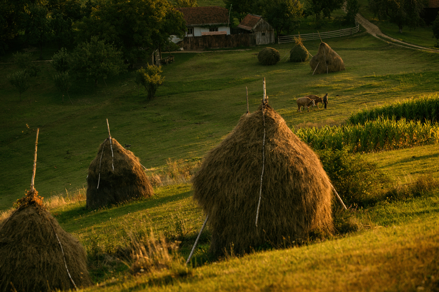 Rasarit in Holbav, Brasov