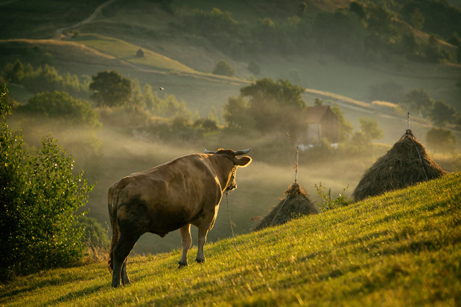 Unul din cei doi boi ai lui Nea Ion - Holbav, Brasov