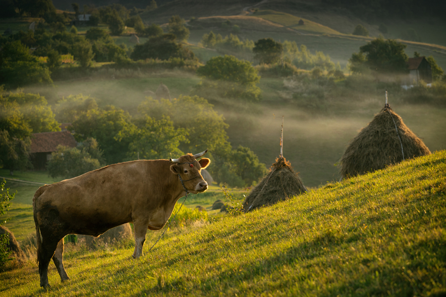 Unul din cei doi boi ai lui Nea Ion - Holbav, Brasov