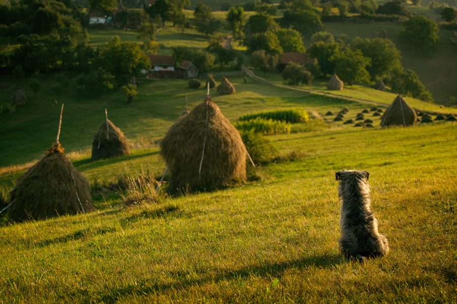 Catelul lui Nea Ion - Holbav, Brasov